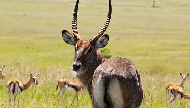 Tanzanijos safarių nuotykis ir Zanzibaro rojus