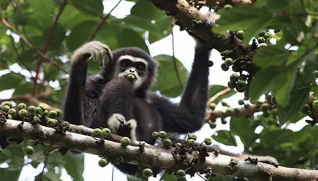 Singapūras ir Malaizija